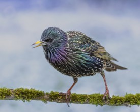 Starling (Sturnus vulgaris) in spring plumage, early migratory bird, Hochrhein, Baden-Württemberg,