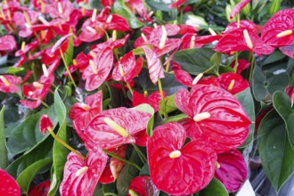 Red anthurium flowers in a flower shop, a pattern of blooming hearts of male happiness, wholesale