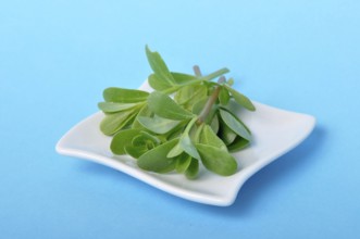 Purslane in a saucer on a blue background, Fresh green leaves displayed on a small white square