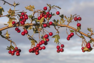 Fruits and leaves of the common hawthorn (Crataegus monogyna, Common Hawthorn) in front of cloudy