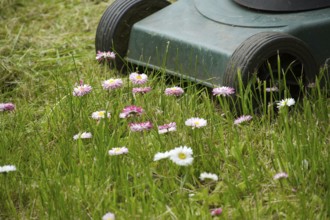 Seasons and yard maintenance concept with lawn mower and dainty white and pink spring flowers in a