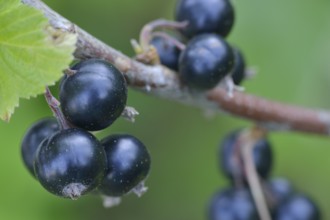 Black currant branch, Black currants on a bush