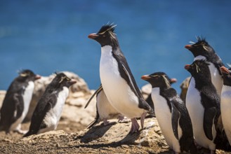 Rockhopper penguins (Eudyptes chrysocome) on the way to their colony, Pebble Island, Falkland