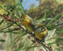 RED BILLED red-billed leiothrix (leiothrix lutea), ADULTS