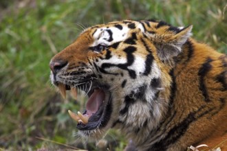 Siberian Tiger (panthera tigris altaica), Adult snarling