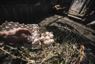 Man placing hatch eggs from nest into carton