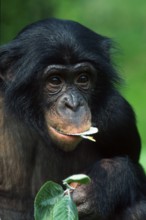 Bonobo (Pan paniscus), bonobo