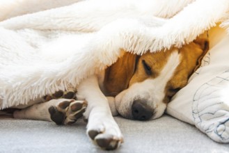 Adorable beagle dog sleeps on a sofa under blanket. Dog bright background. Canine concept