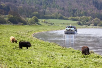 Boat trip on the River Weser near Oberweser, between Gewissenruh, Wahmbeck, Weser Uplands,