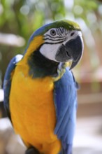 Blue and gold yellow macaw tropical
