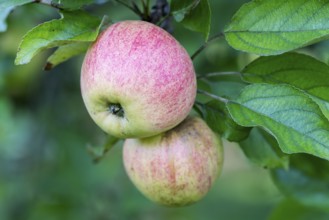 Finkenwerder Herbstprinz, apple, old variety, Germany, Europe