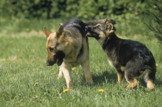 GERMAN SHEPHERD DOG, ADULT WITH PUPPY STANDING ON GRASS