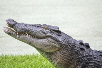 Saltwater crocodile (Crocodylus porosus) in Queensland, Australia, Oceania
