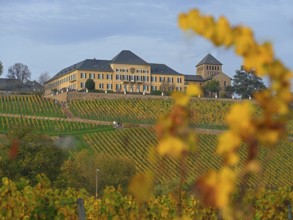 Johannisberg Castle, Winery, Riesling Cultivation, Geisenheim, Rheingau, Hesse, Germany, Europe