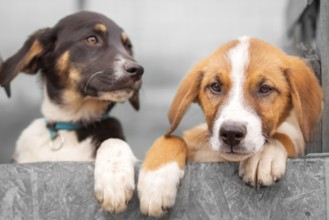 Portrait of two sad dog puppies in shelter behind fence waiting to be adopted