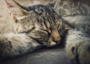 Sleeping cat close-up portrait. Cute brown striped kitten take a nap. Lovely and lazy tomcat