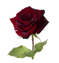 Blooming red rose isolated on white background. Close-up of a single flower