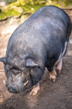 Vietnamese pot-bellied pig (Sus scrofa domesticus) in its territory, Eisenberg, Thuringia, Germany,