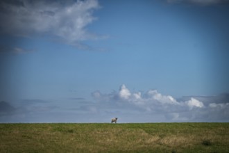 A sheep stands alone on a dyke under a wide blue sky with clouds, East Frisia, Lower Saxony