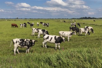 Black and white Holstein Friesian cattle (mostly heifers) on a pasture near Meggerdorf in the