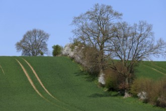 Wall hedge in Schleswig Holstein