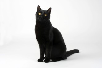 Domestic cat, male cat