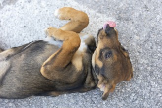 Brown mutt puppy sitting outdoor. Mixed-breed dog