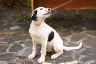 White and black Dog puppy with sad eyes sitting in the shelter, waiting for adoption, close-up