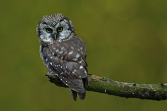Tengmalm's owl sitting on a branch looking from behind