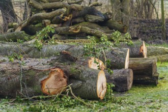 Felled tree trunks in a forest area with stacked pieces of wood, Velen, Münsterland, North