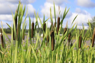 Typha latifolia, also called Bulrush or Common Cattail growing in a trench. Typha fiber has a