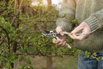 Caucasian gardener pruning plants at backyard spring time