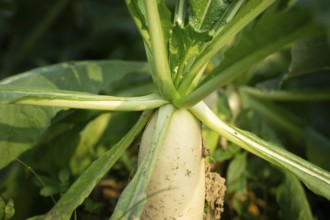 Close-up of white radishes growing in a garden bed, surrounded by lush green leaves. Sunlight