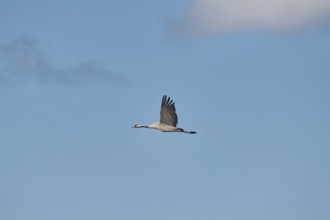 Crane (Grus grus) in elegant flight under a blue sky, Zingst, Bodden, Mecklenburg-Vorpommern,