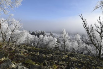 View from the summit ridge of the Mörschieder Burr in the Hunsrück-Hochwald National Park with