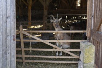 Goat in the historic sheepfold, Hohenloher Freilandmuseum, Museum, Wackershofen, Schwäbisch