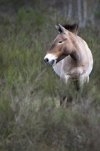 Przewalski's horse (Equus przewalskii), single animal on a meadow at the edge of a forest,