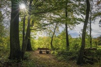 An empty park bench in the forest, flooded with warm rays of sunshine on an autumn day,