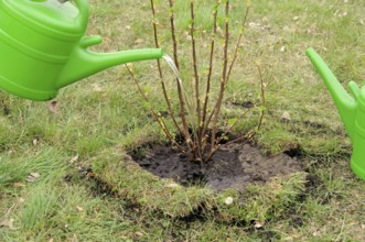 Watering a shrub, watering a shrub