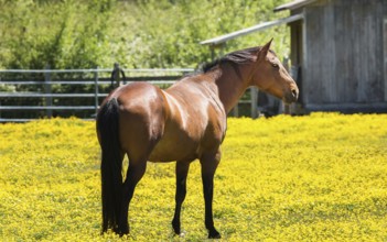 Horse at a Farm in Northern Californa, Color Image