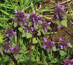 Purpurrote Taubnessel, Lamium purpureum, purple deadnettle, deadnettle, red deadnettle,, CONTINENT_