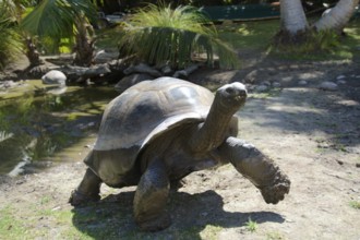 Giant tortoise on the Seychelles island of Curieuse
