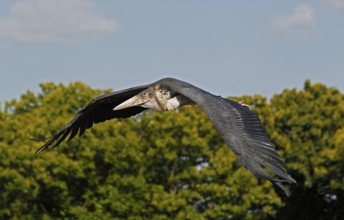 Marabou Stork (leptoptilos crumeniferus), Adult in Flight, Masai Mara Park in Kenya