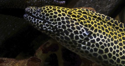 Laced Moray, gymnothorax tessellata, Laced Moray, gymnothorax tessellata