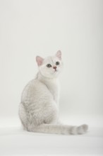 British shorthair cat, kitten, silver-shaded, BKH