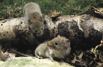 Bank Vole (clethrionomys glareolus), Normandy