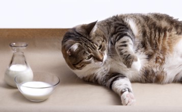 Fat cat with milk