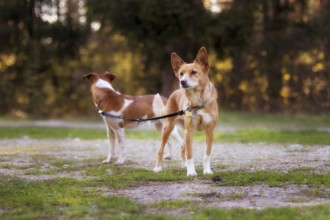 Two red-haired mongrel small dogs walking on one leash, outdoor portrait