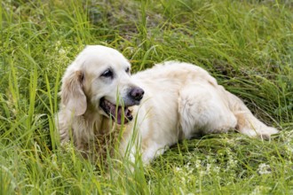 Freundlicher Retriever-Senior liegt auf einer Wiese