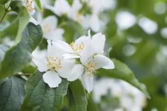 Flowers of a jasmine bush in early summer. iFlowers of Jasminum officinale, known as the common